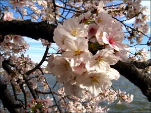 cherry blossoms1